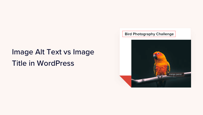 Read more about the article Image Alt Text vs Image Title in WordPress – What’s the Difference?